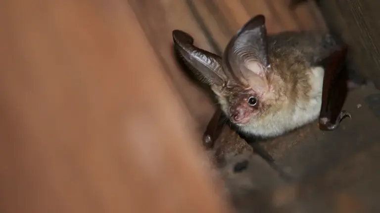 Batnight 2026: Fledermäuse mit Kindern sicher beobachten