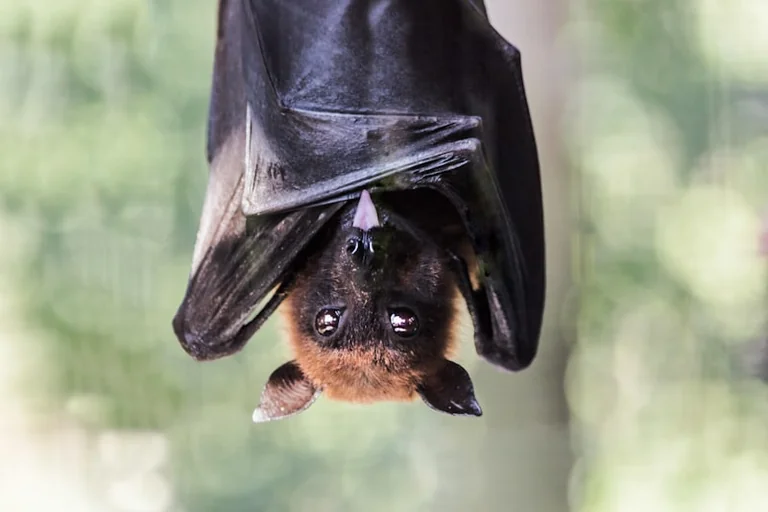 Batnight 2026: Fledermäuse mit Kindern sicher beobachten