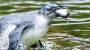 Pinguin taucht im Wasser auf mit einem kleinen Fisch im Schnabel.