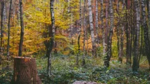Ein gefällter Baumstumpf inmitten eines herbstlich gefärbten Waldes bei Regensburg.