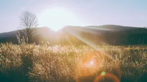 Die warme Morgensonne strahlt über ein weites Feld und sorgt für eine achtsame Atmosphäre.