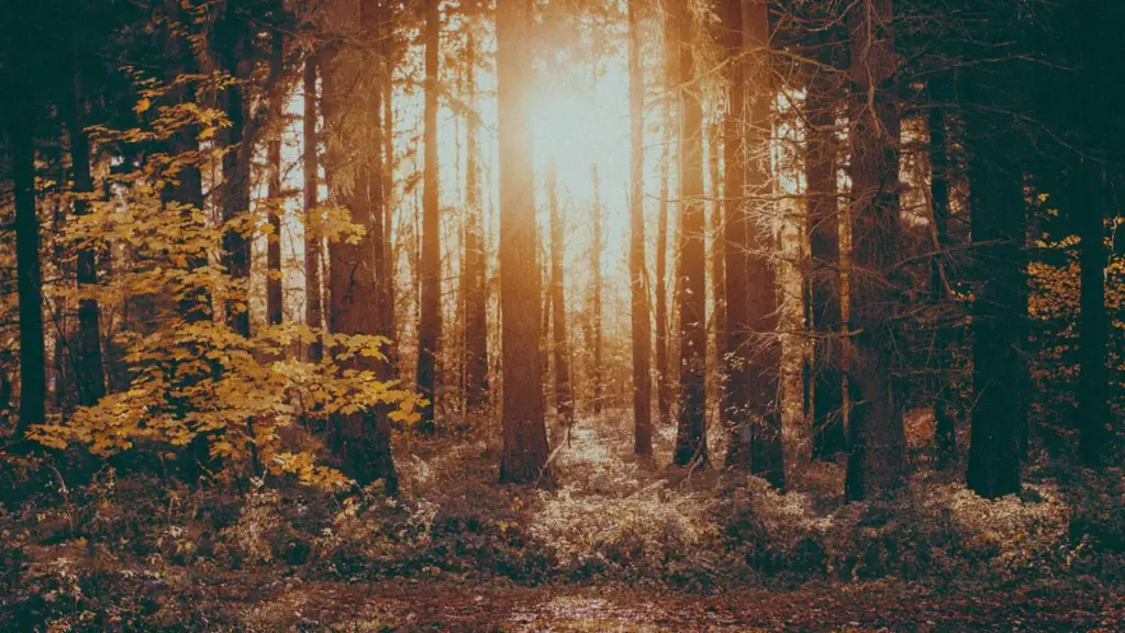 Goldene Herbstsonne bricht durch den dichten deutschen Wald bei einsetzendem Herbstbeginn.