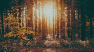 Goldene Herbstsonne bricht durch den dichten deutschen Wald bei einsetzendem Herbstbeginn.