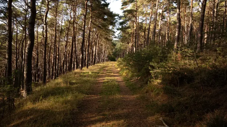 Im Wald den Weg suchen: Was der Traum erzählen kann