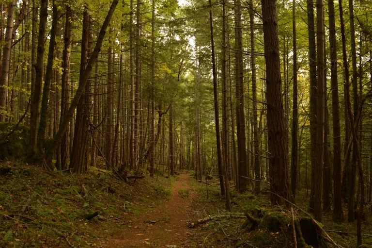 Im Wald den Weg suchen: Was der Traum erzählen kann