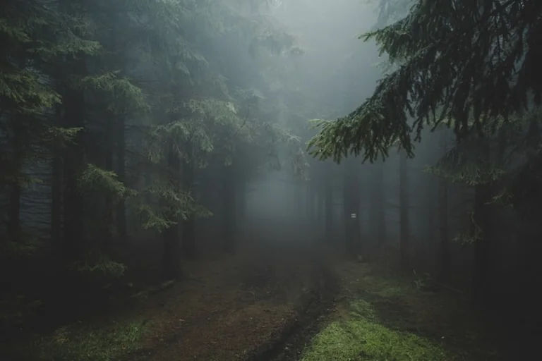 Im Wald den Weg suchen: Was der Traum erzählen kann