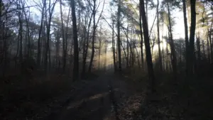 Morgensonne bricht durch die Bäume eines Waldes und erzeugt eine friedliche, mystische Atmosphäre.