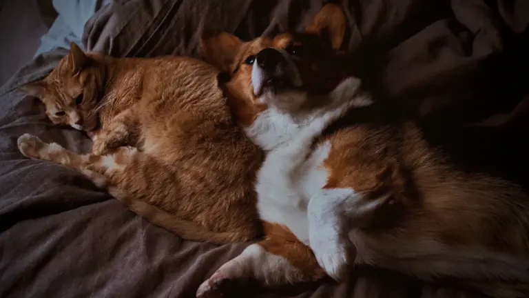Tiere im Traum: Warum Hund, Katze und Vogel für jeden anders wirken