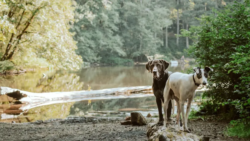 Zwei Hunde stehen auf einem Baumstamm vor einem ruhigen See in einem Waldgebiet.