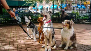 Mehrere Hunde an der Leine bei einem Spaziergang im Stadtpark