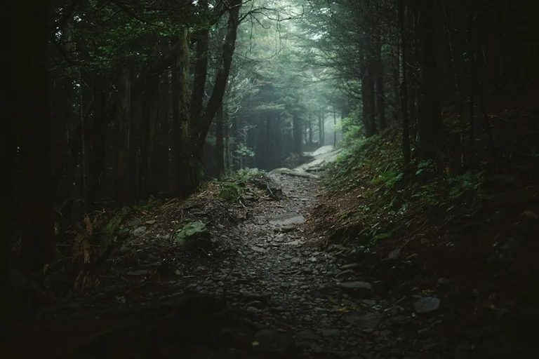 Im Traum durch einen Wald gehen: Die Stimmung zählt